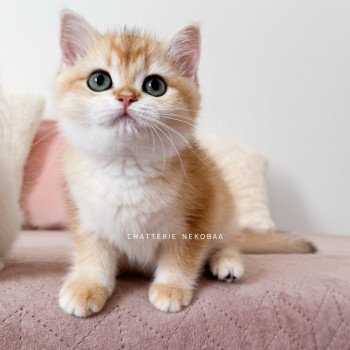chaton British Shorthair black golden shell Noguchi Chatterie Nekobaa chaton British Shorthair black golden shell Noguchi Chatterie Nekobaa