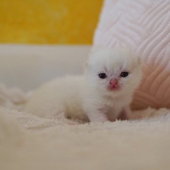 chaton British Shorthair seal golden shaded point Oniisan Chatterie Nekobaa chaton British Shorthair seal golden shaded point Oniisan Chatterie Nekobaa