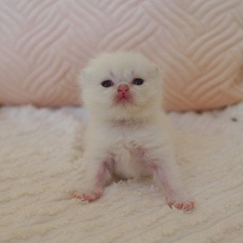 chaton British Shorthair seal golden shaded point Oniisan Chatterie Nekobaa chaton British Shorthair seal golden shaded point Oniisan Chatterie Nekobaa