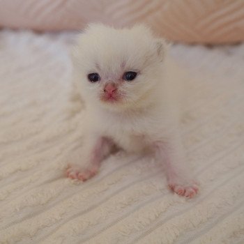 chaton British Shorthair seal golden shaded point Oniisan Chatterie Nekobaa chaton British Shorthair seal golden shaded point Oniisan Chatterie Nekobaa