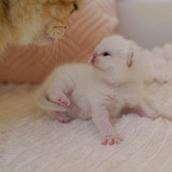 chaton British Shorthair seal golden shaded point Oniisan Chatterie Nekobaa chaton British Shorthair seal golden shaded point Oniisan Chatterie Nekobaa