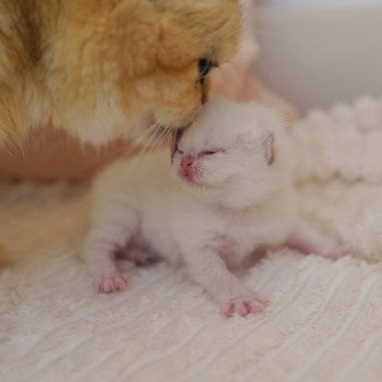 chaton British Shorthair seal golden shaded point Oniisan Chatterie Nekobaa chaton British Shorthair seal golden shaded point Oniisan Chatterie Nekobaa
