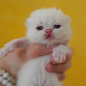 chaton British Shorthair seal golden shaded point Oniisan Chatterie Nekobaa chaton British Shorthair seal golden shaded point Oniisan Chatterie Nekobaa