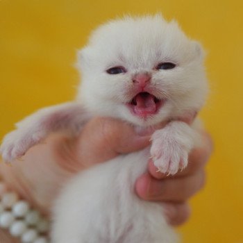 chaton British Shorthair seal golden shaded point Oniisan Chatterie Nekobaa chaton British Shorthair seal golden shaded point Oniisan Chatterie Nekobaa