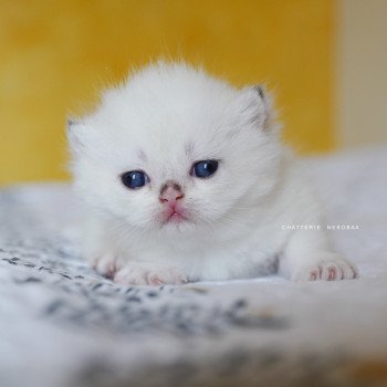 chaton British Shorthair seal golden shell point Oniisan Chatterie Nekobaa