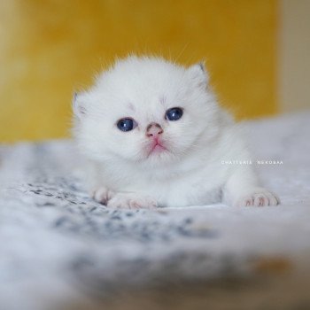 Oniisan Mâle British Shorthair