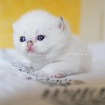 chaton British Shorthair seal golden shell point Oniisan Chatterie Nekobaa