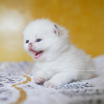 chaton British Shorthair seal golden shell point Oniisan Chatterie Nekobaa