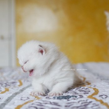 chaton British Shorthair seal golden shell point Oniisan Chatterie Nekobaa
