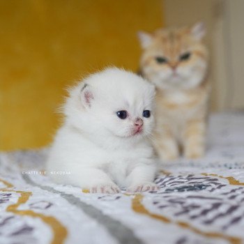 chaton British Shorthair seal golden shell point Oniisan Chatterie Nekobaa