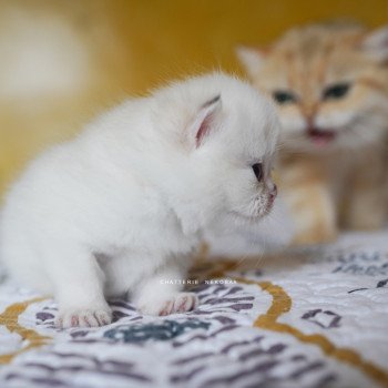 chaton British Shorthair seal golden shell point Oniisan Chatterie Nekobaa