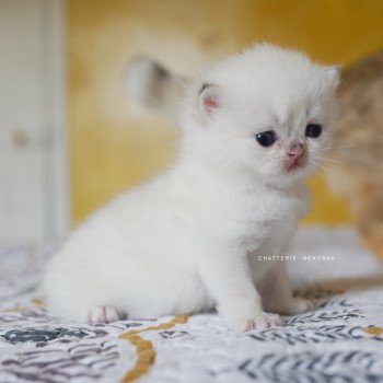 chaton British Shorthair seal golden shell point Oniisan Chatterie Nekobaa