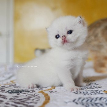 chaton British Shorthair seal golden shell point Oniisan Chatterie Nekobaa