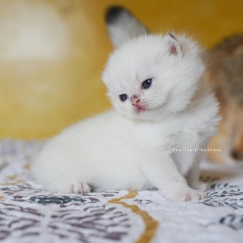chaton British Shorthair seal golden shell point Oniisan Chatterie Nekobaa