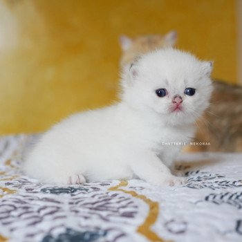 chaton British Shorthair seal golden shell point Oniisan Chatterie Nekobaa