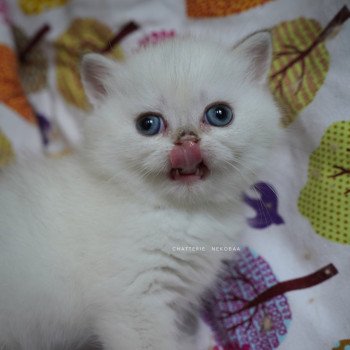 chaton British Shorthair seal golden shell point Oniisan Chatterie Nekobaa chaton British Shorthair seal golden shell point Oniisan Chatterie Nekobaa