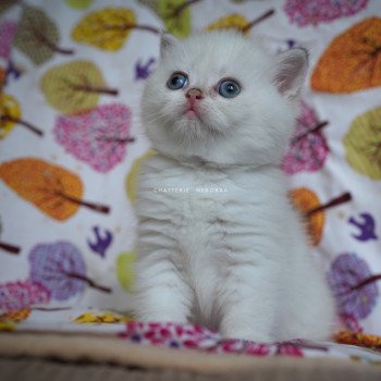 chaton British Shorthair seal golden shell point Oniisan Chatterie Nekobaa chaton British Shorthair seal golden shell point Oniisan Chatterie Nekobaa