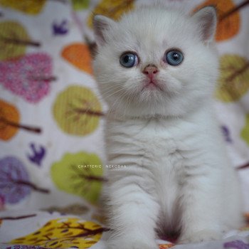 chaton British Shorthair seal golden shell point Oniisan Chatterie Nekobaa chaton British Shorthair seal golden shell point Oniisan Chatterie Nekobaa