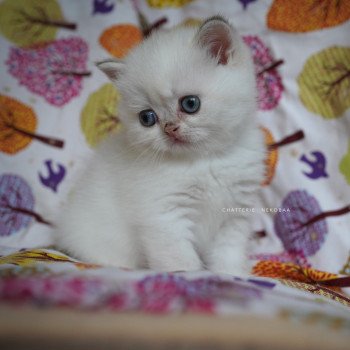 chaton British Shorthair seal golden shell point Oniisan Chatterie Nekobaa chaton British Shorthair seal golden shell point Oniisan Chatterie Nekobaa