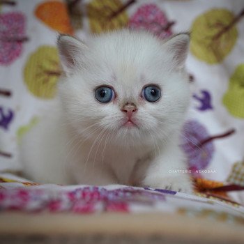 chaton British Shorthair seal golden shell point Oniisan Chatterie Nekobaa chaton British Shorthair seal golden shell point Oniisan Chatterie Nekobaa
