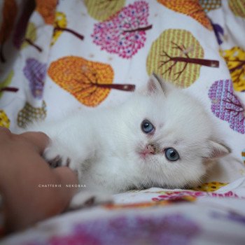 chaton British Shorthair seal golden shell point Oniisan Chatterie Nekobaa chaton British Shorthair seal golden shell point Oniisan Chatterie Nekobaa