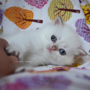chaton British Shorthair seal golden shell point Oniisan Chatterie Nekobaa chaton British Shorthair seal golden shell point Oniisan Chatterie Nekobaa