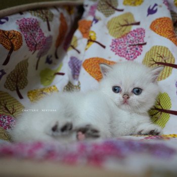 chaton British Shorthair seal golden shell point Oniisan Chatterie Nekobaa chaton British Shorthair seal golden shell point Oniisan Chatterie Nekobaa