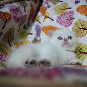 chaton British Shorthair seal golden shell point Oniisan Chatterie Nekobaa chaton British Shorthair seal golden shell point Oniisan Chatterie Nekobaa