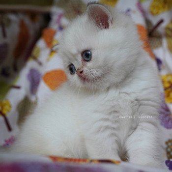 chaton British Shorthair seal golden shell point Oniisan Chatterie Nekobaa chaton British Shorthair seal golden shell point Oniisan Chatterie Nekobaa