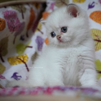 chaton British Shorthair seal golden shell point Oniisan Chatterie Nekobaa chaton British Shorthair seal golden shell point Oniisan Chatterie Nekobaa