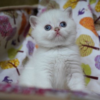 chaton British Shorthair seal golden shell point Oniisan Chatterie Nekobaa chaton British Shorthair seal golden shell point Oniisan Chatterie Nekobaa