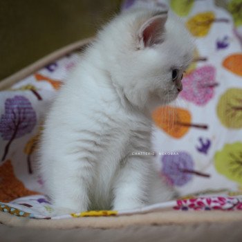 chaton British Shorthair seal golden shell point Oniisan Chatterie Nekobaa chaton British Shorthair seal golden shell point Oniisan Chatterie Nekobaa