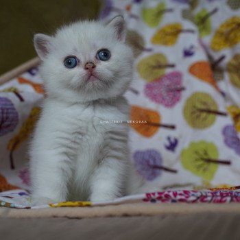 chaton British Shorthair seal golden shell point Oniisan Chatterie Nekobaa chaton British Shorthair seal golden shell point Oniisan Chatterie Nekobaa