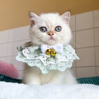 chaton British Shorthair seal golden shell point Oniisan Chatterie Nekobaa