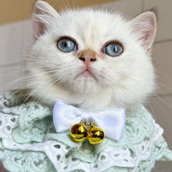 chaton British Shorthair seal golden shell point Oniisan Chatterie Nekobaa