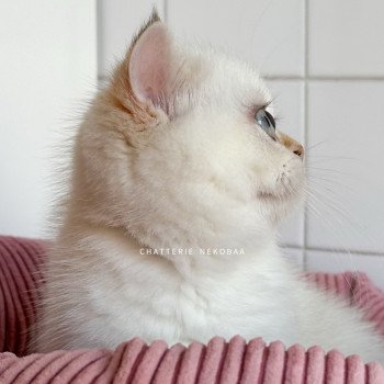 chaton British Shorthair seal golden shell point Oniisan Chatterie Nekobaa