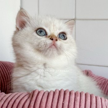 chaton British Shorthair seal golden shell point Oniisan Chatterie Nekobaa