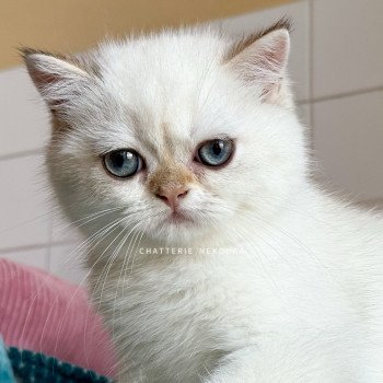chaton British Shorthair seal golden shell point Oniisan Chatterie Nekobaa