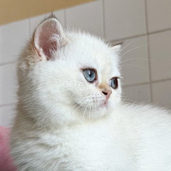 chaton British Shorthair seal golden shell point Oniisan Chatterie Nekobaa