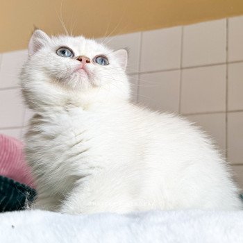 chaton British Shorthair seal golden shell point Oniisan Chatterie Nekobaa