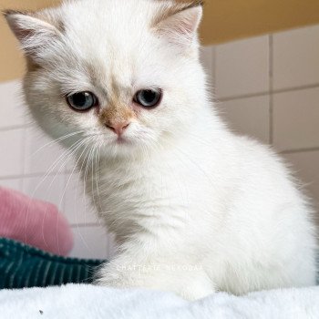 chaton British Shorthair seal golden shell point Oniisan Chatterie Nekobaa