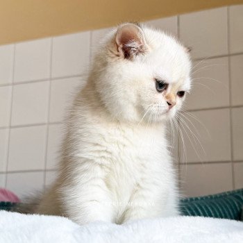 chaton British Shorthair seal golden shell point Oniisan Chatterie Nekobaa