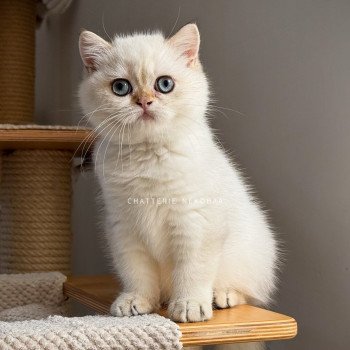 chaton British Shorthair seal golden shell point Oniisan Chatterie Nekobaa chaton British Shorthair seal golden shell point Oniisan Chatterie Nekobaa