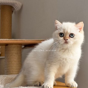 chaton British Shorthair seal golden shell point Oniisan Chatterie Nekobaa chaton British Shorthair seal golden shell point Oniisan Chatterie Nekobaa
