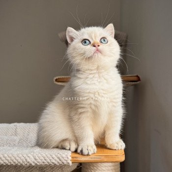chaton British Shorthair seal golden shell point Oniisan Chatterie Nekobaa chaton British Shorthair seal golden shell point Oniisan Chatterie Nekobaa