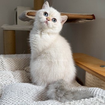 chaton British Shorthair seal golden shell point Oniisan Chatterie Nekobaa chaton British Shorthair seal golden shell point Oniisan Chatterie Nekobaa