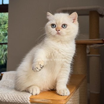 chaton British Shorthair seal golden shell point Oniisan Chatterie Nekobaa chaton British Shorthair seal golden shell point Oniisan Chatterie Nekobaa