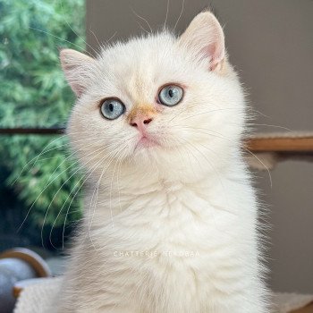 chaton British Shorthair seal golden shell point Oniisan Chatterie Nekobaa chaton British Shorthair seal golden shell point Oniisan Chatterie Nekobaa