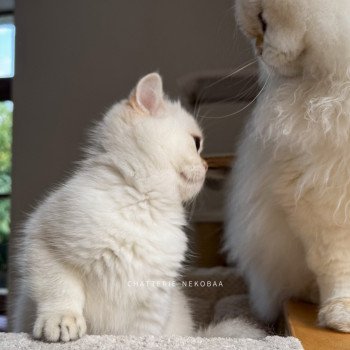 chaton British Shorthair seal golden shell point Oniisan Chatterie Nekobaa chaton British Shorthair seal golden shell point Oniisan Chatterie Nekobaa