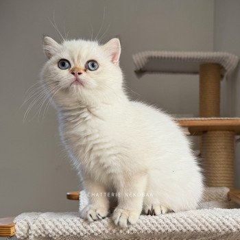 chaton British Shorthair seal golden shell point Oniisan Chatterie Nekobaa chaton British Shorthair seal golden shell point Oniisan Chatterie Nekobaa